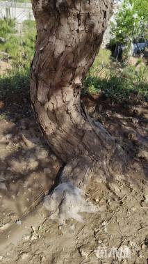 18公分造型黑松