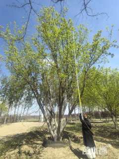 高度1200厘米丛生元宝枫