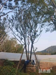 30公分(5杆)丛生朴树