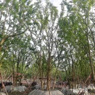 10公分丛生朴树