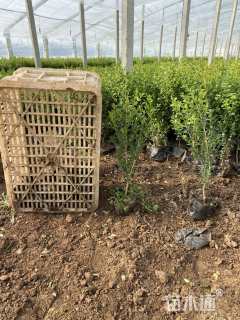 高度40厘米瓜子黄杨