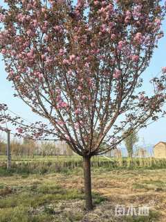 15公分日本晚樱