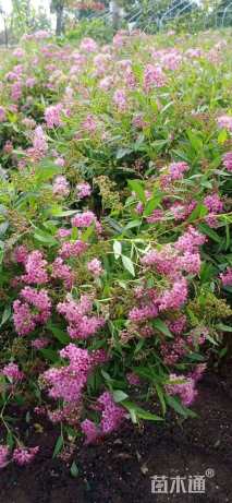 高度50厘米绣线菊