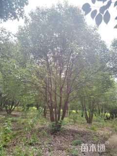 50公分丛生香樟