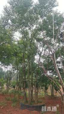 35公分(5杆)丛生乌桕