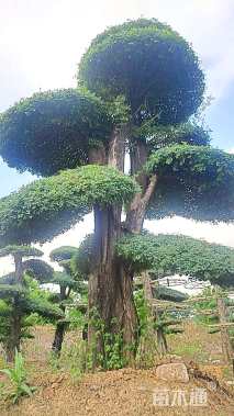 47公分对节白蜡