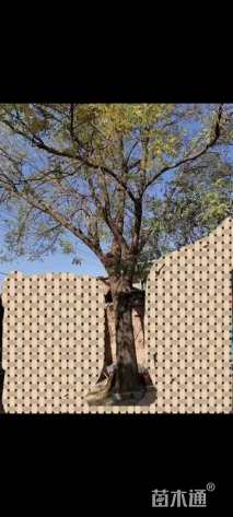 45公分国槐