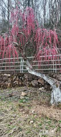 31公分造型红梅