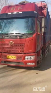 高度40厘米翠芦莉