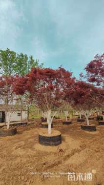 15公分日本红枫