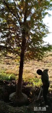 16公分墨西哥落羽杉