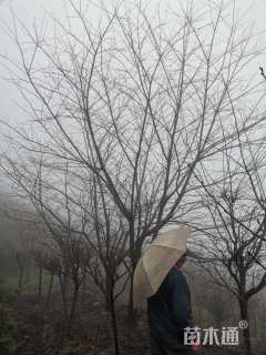 18公分染井吉野樱