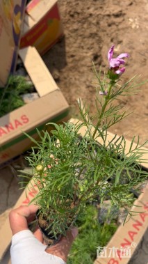 高度25厘米波斯菊