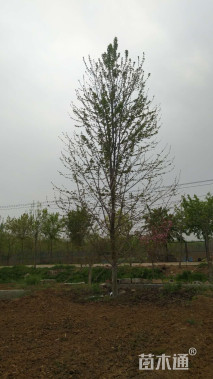 20公分美国红枫