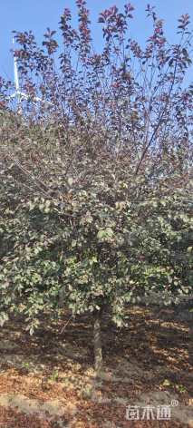 高度250厘米红叶榆叶梅