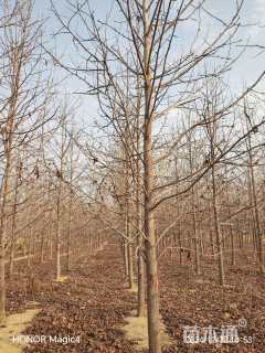 12公分北美枫香