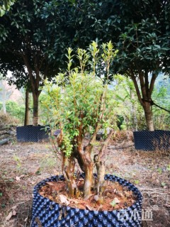 30公分映山红桩