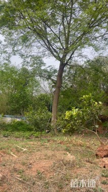 35公分朴树