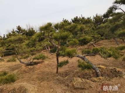 高度300厘米黑松