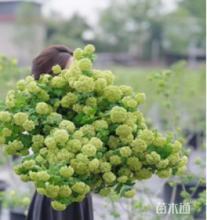 高度80厘米木绣球