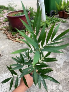 高度30厘米十大功劳