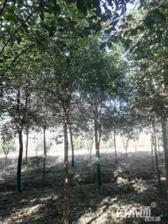 20公分大叶女贞