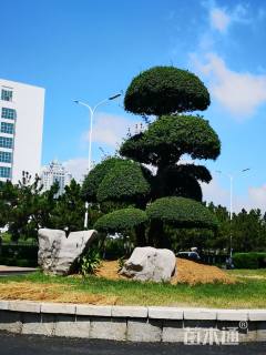 35公分对节白蜡