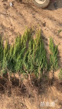 高度65厘米小龙柏