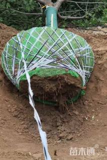 25公分染井吉野樱