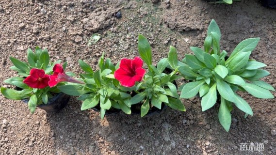 高度10厘米矮牵牛