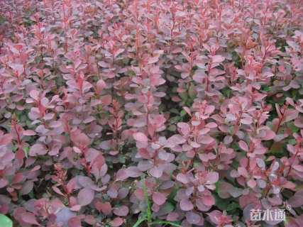 高度30厘米红叶小檗