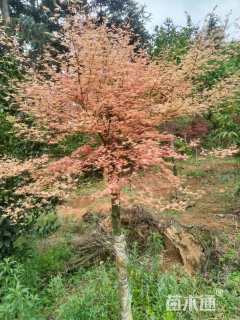 12公分泰勒红枫