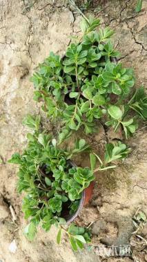 高度15厘米半支莲