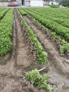 高度30厘米杜鹃