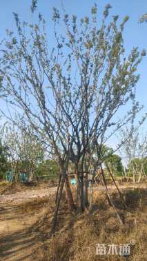 90公分丛生朴树