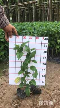 高度30厘米朱槿