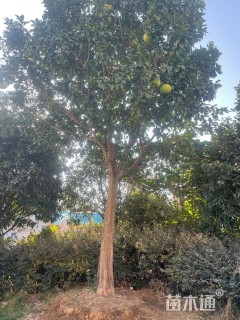 高度600厘米红心柚