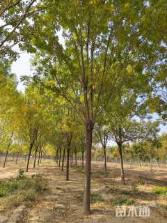 24公分速生白蜡