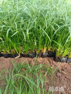 高度40厘米旱伞草