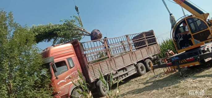 高度5000厘米丛生白蜡