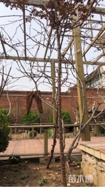 高度2500厘米月季