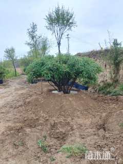 高度220厘米紫斑牡丹