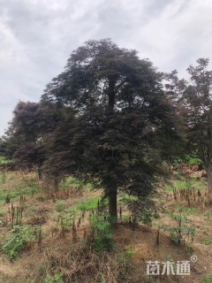 高度550厘米羽毛枫