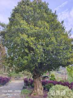 70公分椤木石楠