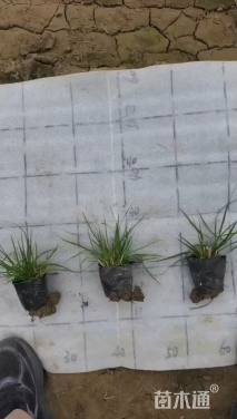 高度5厘米小兔子狼尾草