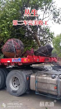 高度450厘米丛生胡柚