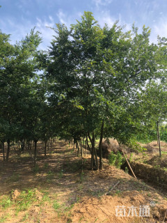 25公分丛生朴树