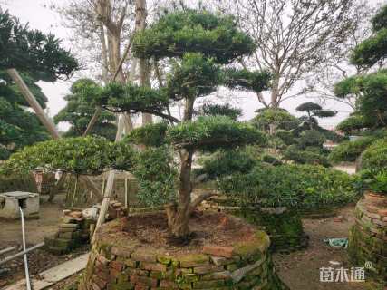 移栽苗造型罗汉松