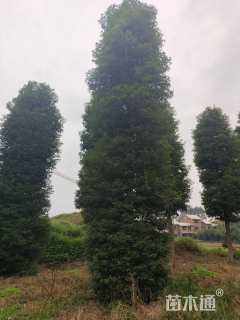 25公分金丝楠木