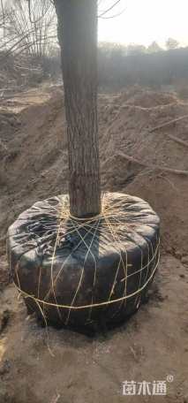 100公分红皮皂角